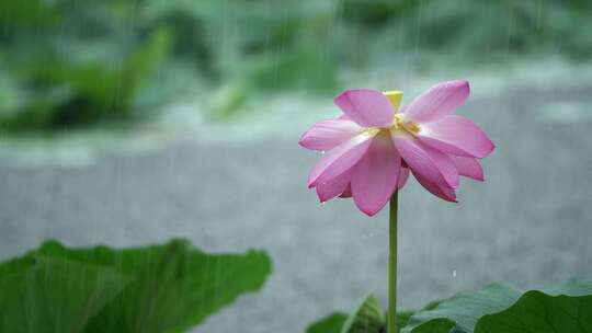 荷花池塘大雨