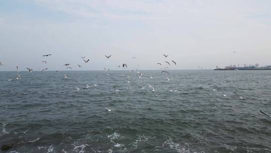 海上飞行的海鸥