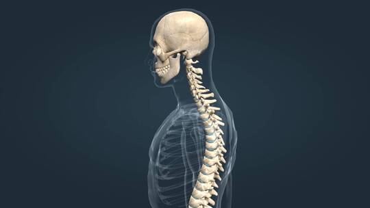医学 人体 骨骼 骨架 颅骨 关节运动