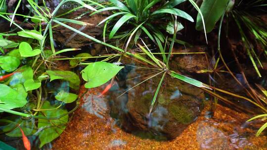 热带雨林景观热带植物瀑布流水