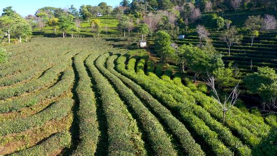 航拍茶山茶园