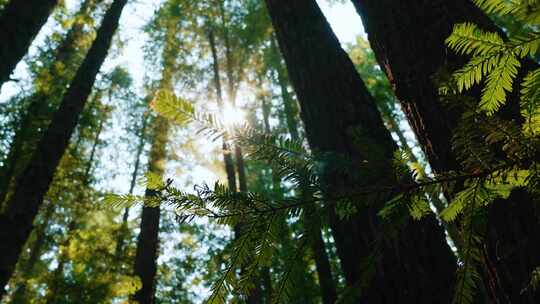 阳光透过树林照在杉树上视频素材模板下载