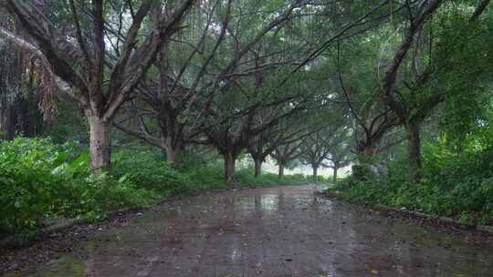 下雨雨天公园地面狼藉高清在线视频素材下载