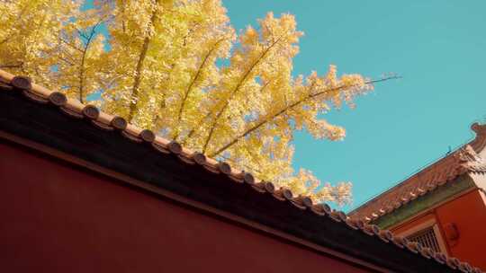 北京故宫紫禁城延禧宫秋天的银杏视频素材模板下载