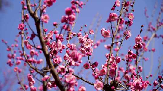 春天梅花盛开蜜蜂在花朵上采蜜