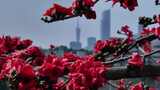 盛开的红色木棉花特写高清在线视频素材下载