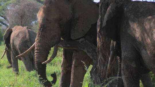 非洲象用树挠痒痒视频素材模板下载