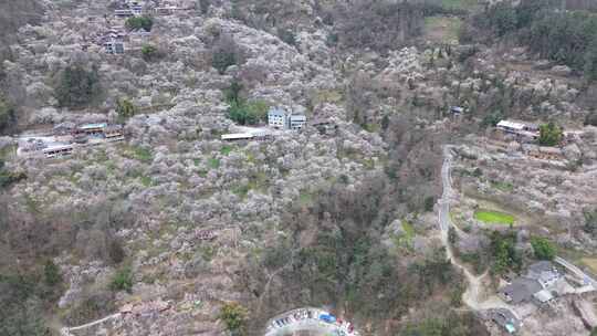 四川绵阳市平通镇梅林