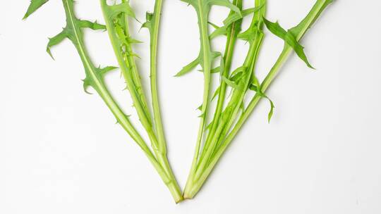 草本植物蒲公英叶子野菜可食用药用4k