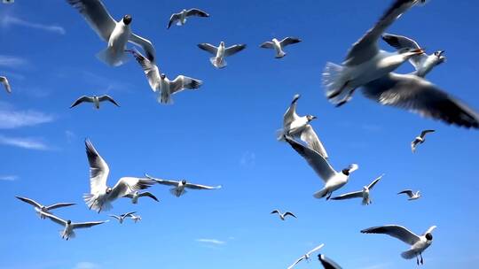 天空中成群的海鸥