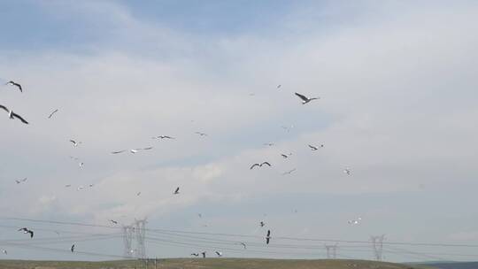 青海湖 湟鱼洄游被鸟吃