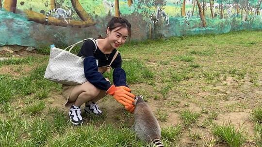 济南野生动物世界，环尾狐猴