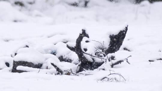 落雪，篱笆，树