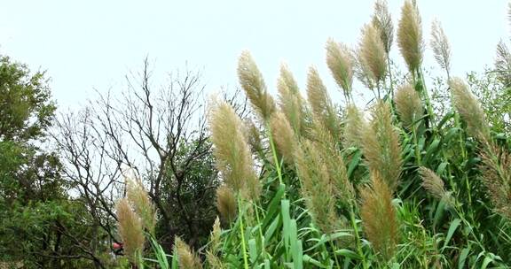 雨中芦苇