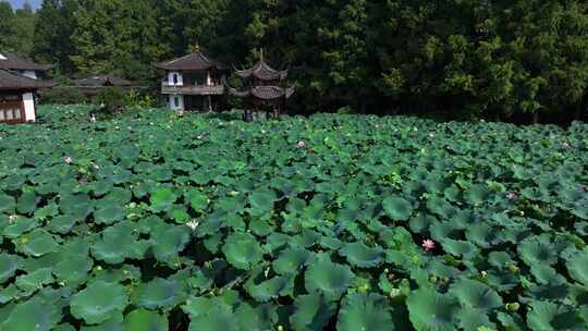 杭州西湖曲院风荷 湛碧楼 荷花