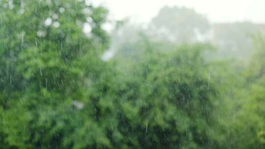 大雨，下雨，户外，树木