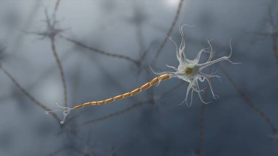 3D神经元细胞膜树突轴突动画