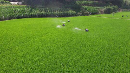 灌溉农田喷洒农药高标准农田