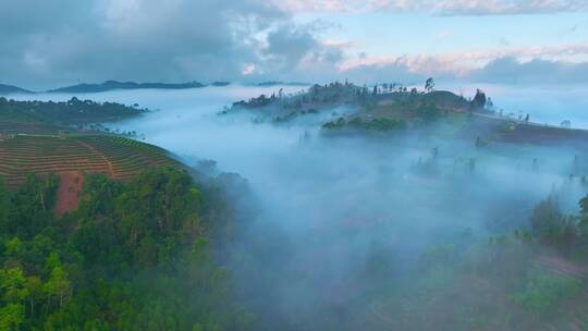 云雾缭绕的茶山日出
