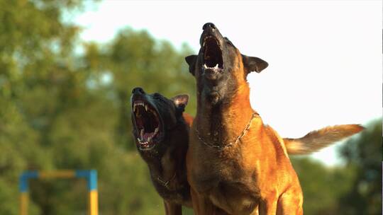 两只狗在狂吠叫唤慢动作升格拍摄