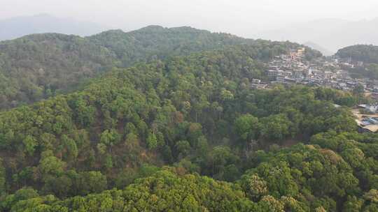 易武老班章勐海勐库冰岛茶茶园茶山