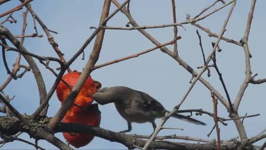 小鸟在枝头吃柿子