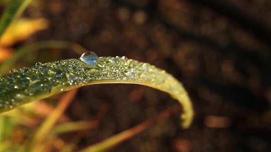 雨后野草叶片上的晨露。大叶片上晨露的特写