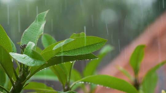 叶子上的水滴 雨中植物 雨点落在绿色植物上视频素材模板下载