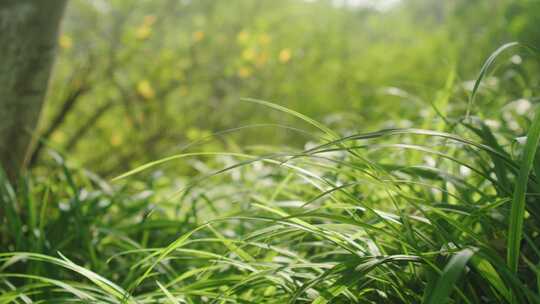 夏天低角度草地沐浴阳光