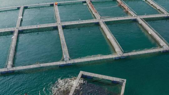 淡水鱼网箱养殖千岛湖胖头鱼养殖视频素材模板下载