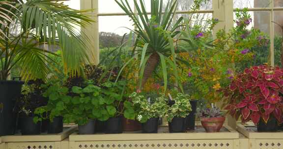 爱尔兰都柏林植物园温室里的彩色盆栽植物。