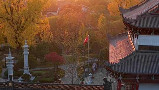 浙江嘉兴梅花洲石佛寺千年银杏航拍