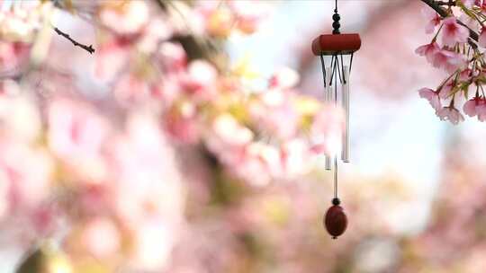 樱花 树下飘动的 风铃特写 风铃