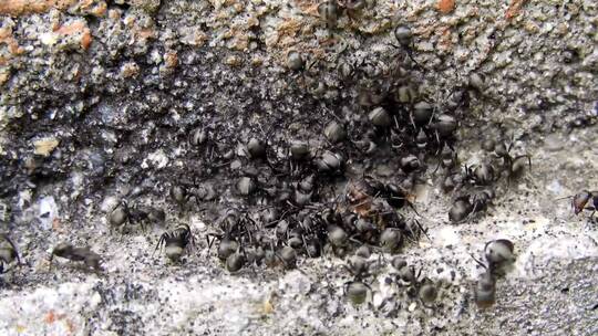 地上觅食的蚂蚁