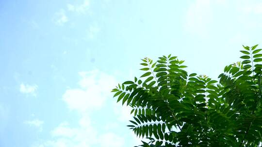 民宿 院子 天空 夏天 乡村