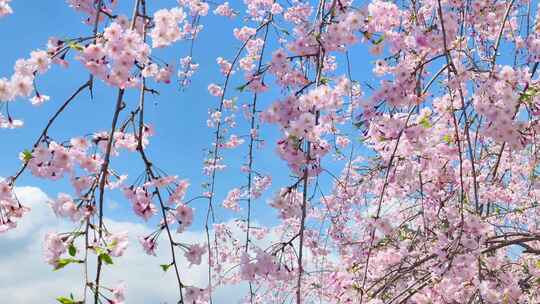 春天阳光下的樱花花朵花瓣