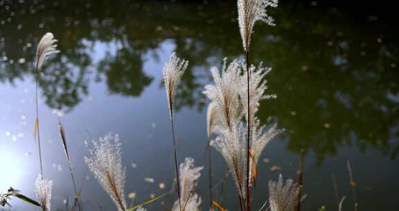 河边的芦苇芦花随风摇摆4k升格慢镜头