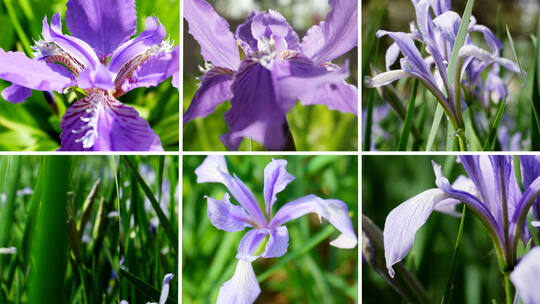 春天美丽的紫花盛开