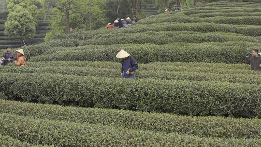 茶茶叶红茶艺采茶泡茶红茶山春茶道茶园农业