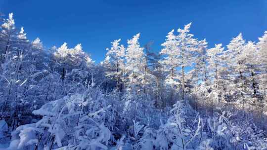 雾凇雪松树挂森林雪景