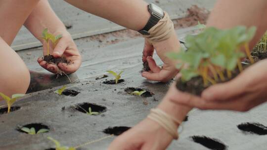 蔬菜种植 现代 智慧农业高科技农业温室