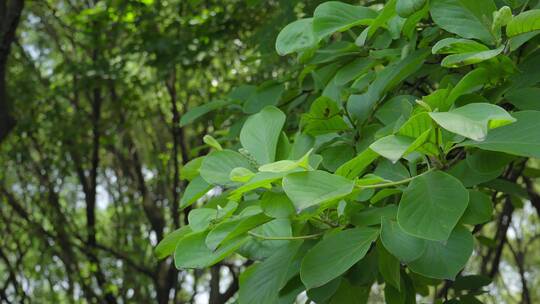 220516梅湖银杏树林A01680123