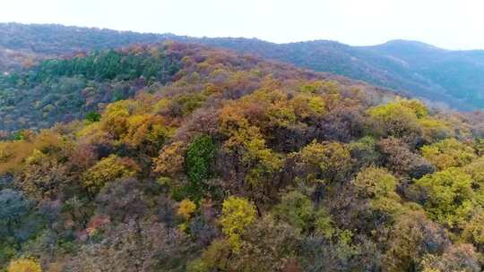 五彩斑斓行摄子午岭山川树林视频素材