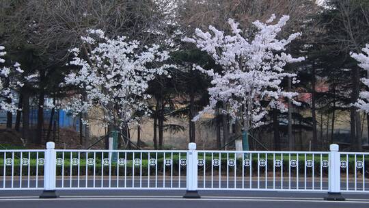 公路边绽放的樱花