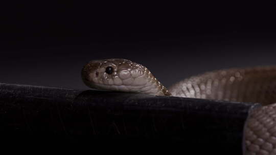 埃及眼镜蛇晚上在户外沿着管道滑行——致命
