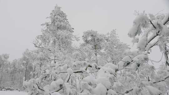 冬日秘境：被雪覆盖的树木森林景观