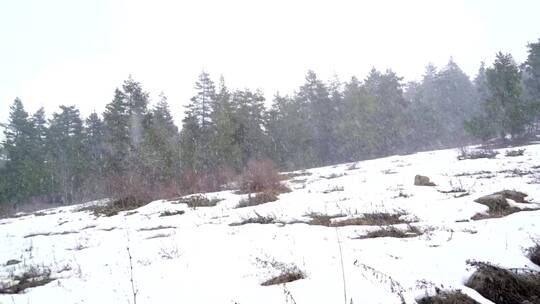 森林里下着大雪