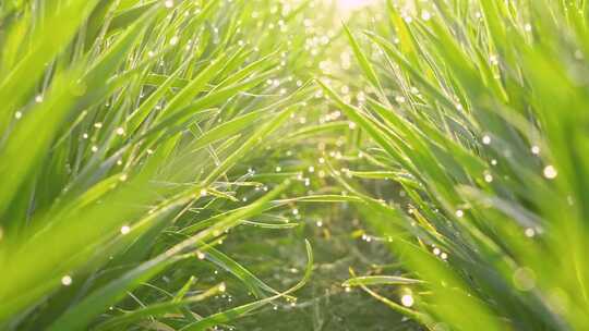 早晨阳光下的小草绿叶露水露珠