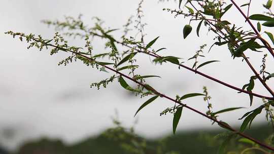 蓝天白云下的扎尕那山峰