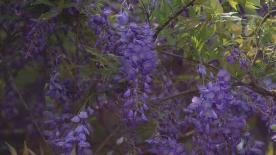 紫藤花花瓣花朵花开绽放